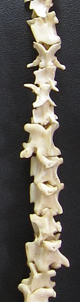 スネークボーン(蛇骨)ネックレス・トーゴ＜アフリカのビーズアクセサリー