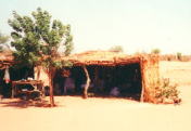 むしろで壁と屋根を葺いた小屋：スーダン西部ダルフール地方