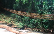 つるで編んだ吊り橋：コートジボアール西部マンにて