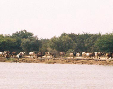 マリ：ニジェール河沿いを進む牛の群れ