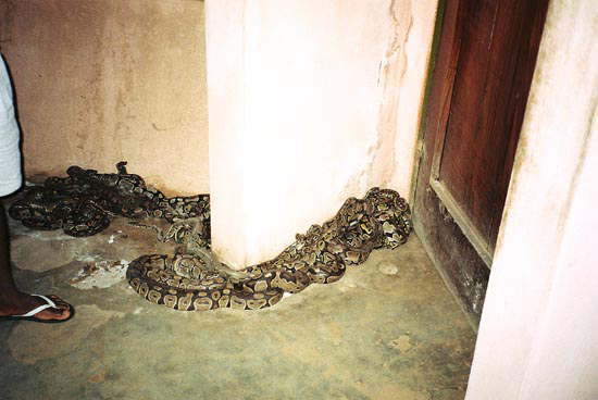 ベナン：ウィダ市にある蛇を祀るヴードゥー寺院