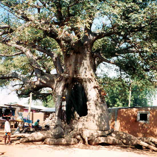 ガーナ：ボルガタンガのバオバブ