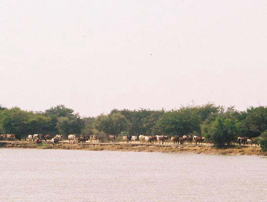 マリ：ニジェール河河畔の牛の群れ