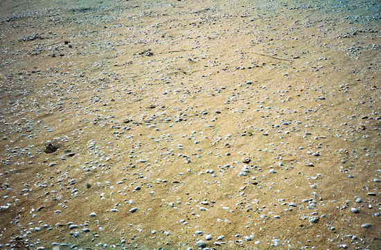 サハラ・塩の道：貝の化石
