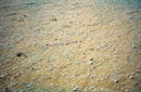 サハラ・塩の道：貝の化石