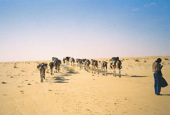 サハラ・塩の道：サハラを進むアザライ