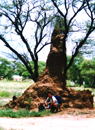 ナミビア：オジワロンゴ
