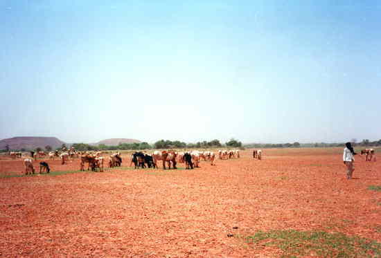 ニジェール：フルベの牛の群