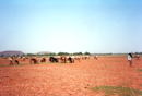 ニジェール：フルベの牛の群