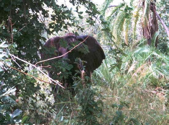 ジンバブウェ：野生の象