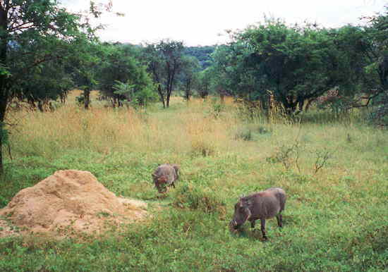 ジンバブウェ：マトボ国立公園・イボイノシシ