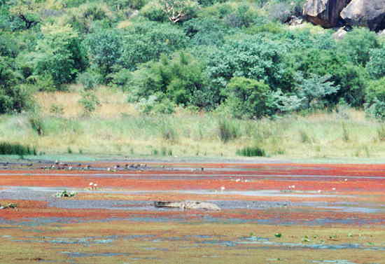 ジンバブウェ：マトボ国立公園・ワニ
