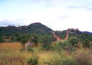 ジンバブウェ：マトボ国立公園・キリン